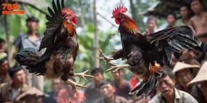 Gà Song Sinh Thần Kê